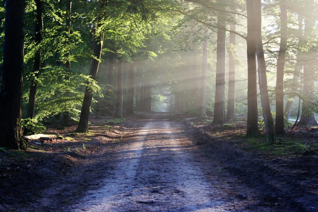 Der Verein avenue, trees, path, sunbeams, sunrays, woods, woodlands, forest, trail, forest path, forest trail, nature path, nature trail, nature, landscape, netherlands, forest, forest, nature, nature, nature, nature, nature