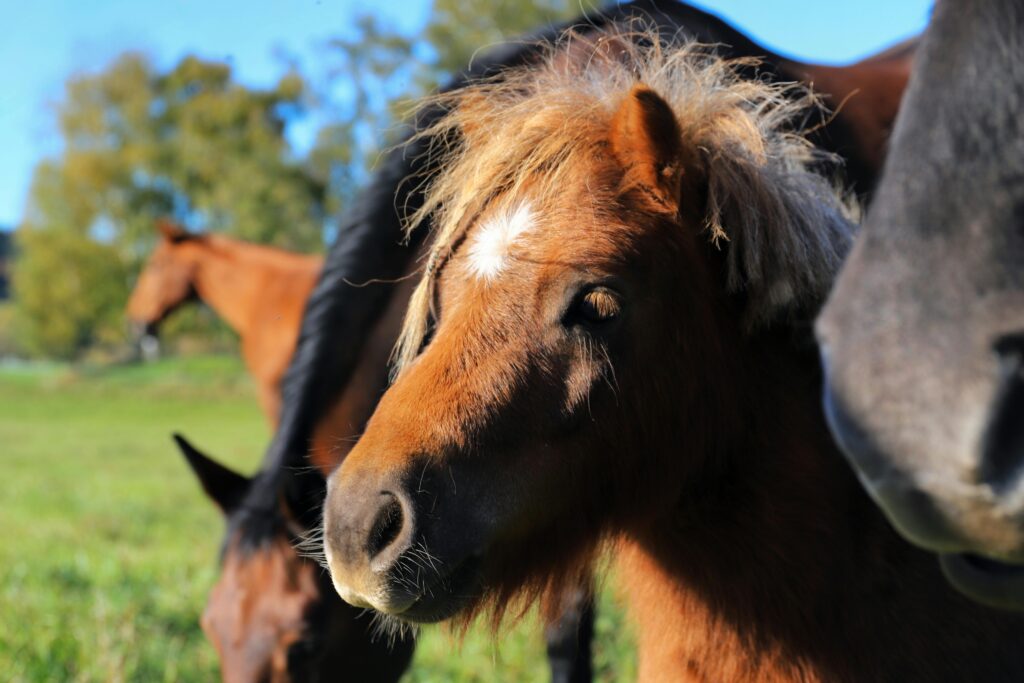Angebote für Familien A cute pony stands with horses in a vibrant autumn meadow, capturing serenity and nature