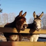 Dienaturkinder